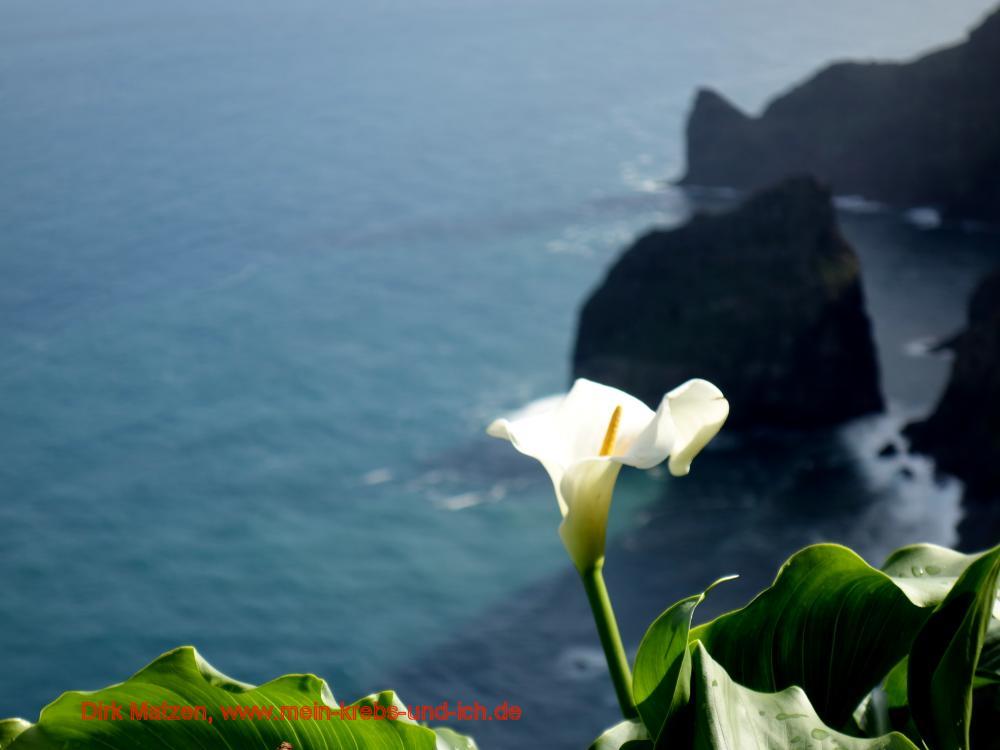 Madeira Blume